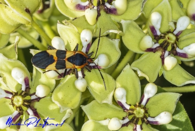 Milkweed Bug April 2023